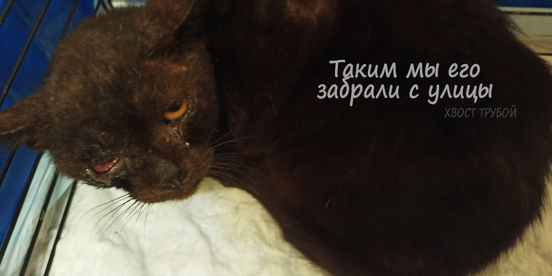 Что любовь с паршивым котом делает. Фото спустя год.