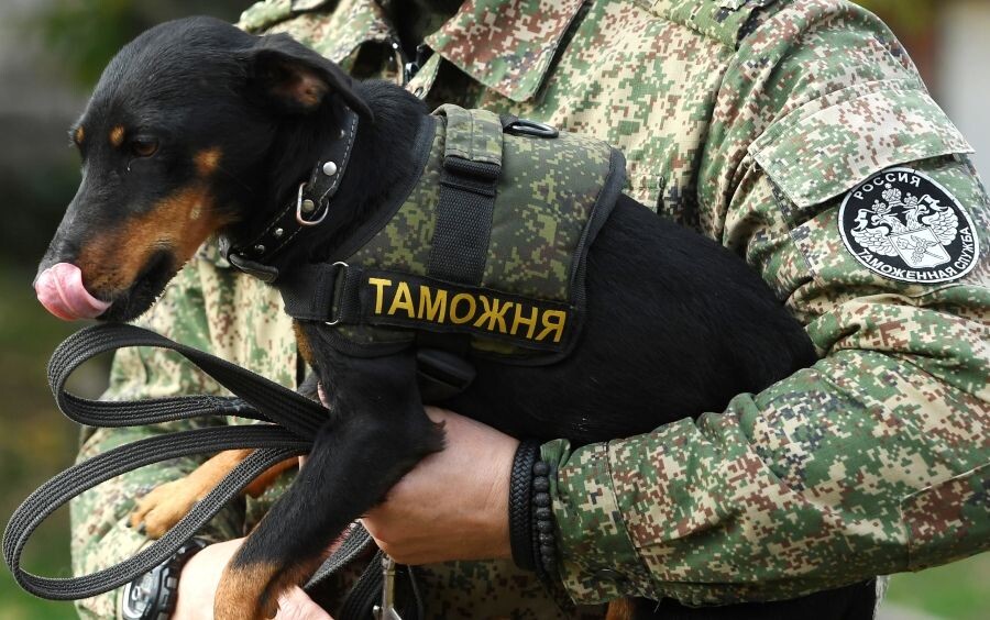     / Источник: © Максим Богодвид/РИА Новости