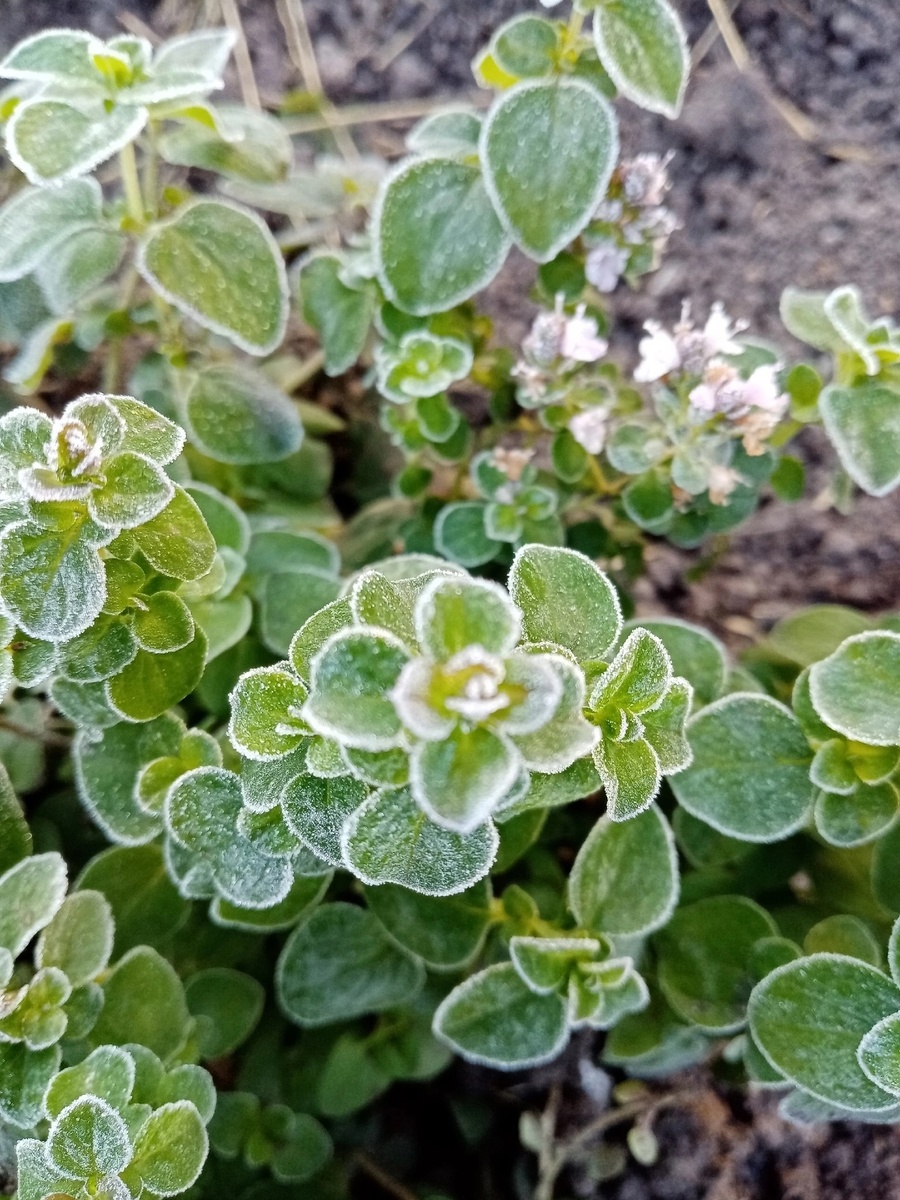 Во время возвратных заморозков 2024 году. Совсем не пострадала!