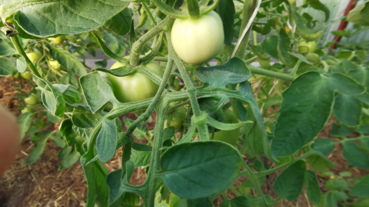 Результат выращивания ранних томатов под пленкой – 7,5 кг с квадратного метра