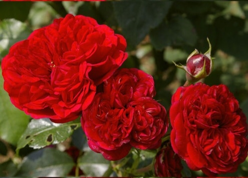 Роза 'Аут оф Розенхайм' (Out of Rosenheim) фото с сайта продавца "Мишкины розы".