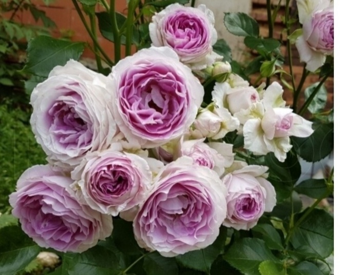 Заказ с розами в питомнике 'Мишкины розы' от 05.01.2026