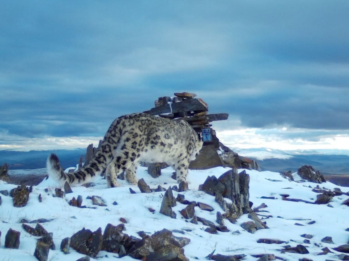 Фотоловушка засняла ирбиса вГорном Алтае. (с) Сайлюгемский национальный парк.