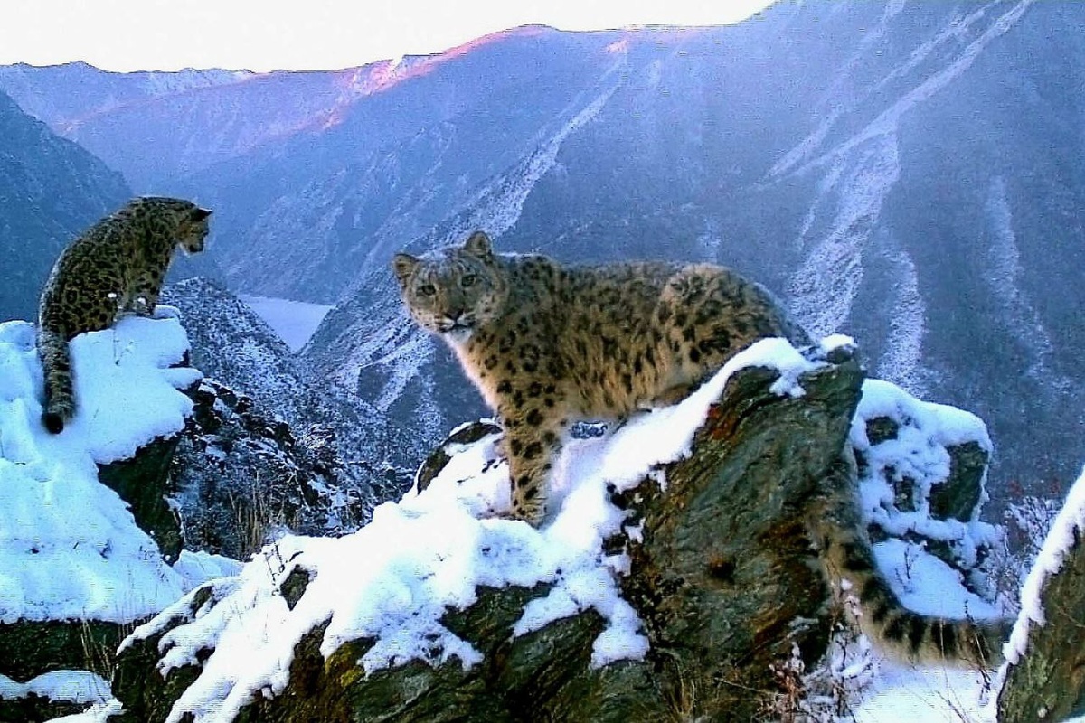 Ирбис Саяно-Шушенского заповедника. 