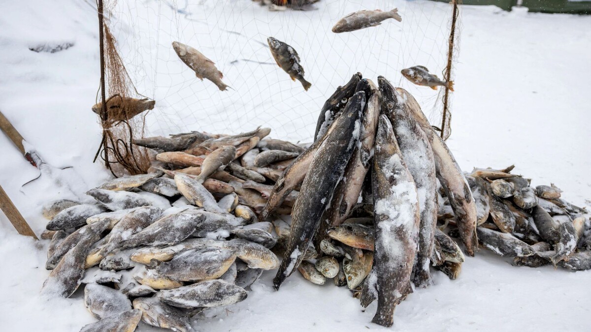    Фото: Федор Воронов / «Ямал-Медиа»