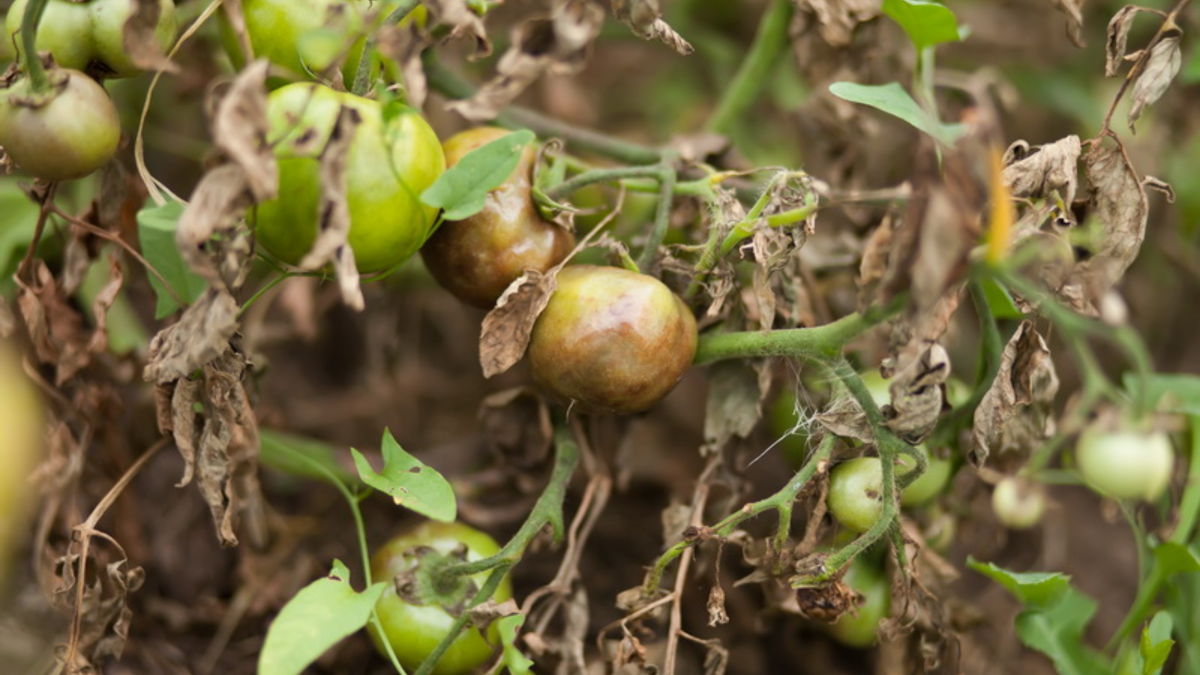 Томаты, уничтоженные фитофторой за три дня