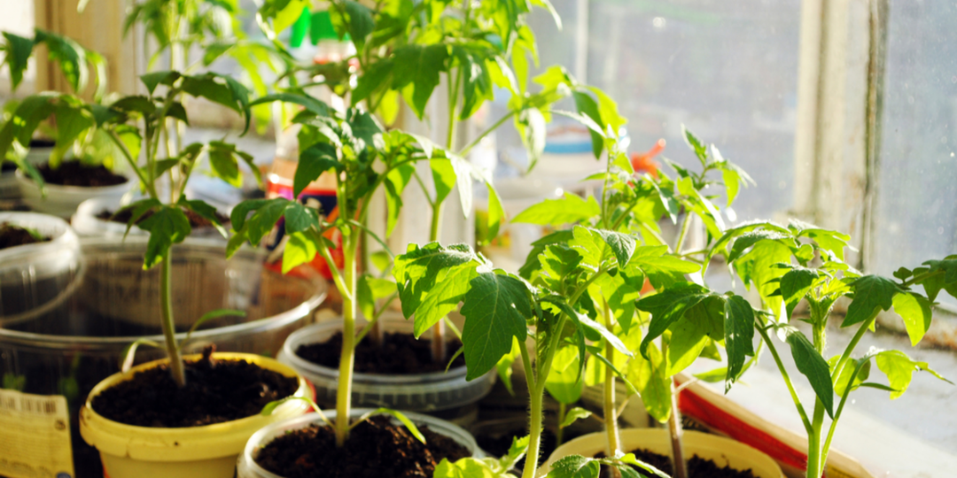 Беру универсальный грунт и исправляю 3 недостатка. Всходы появляются на 2-3 дня раньше срока