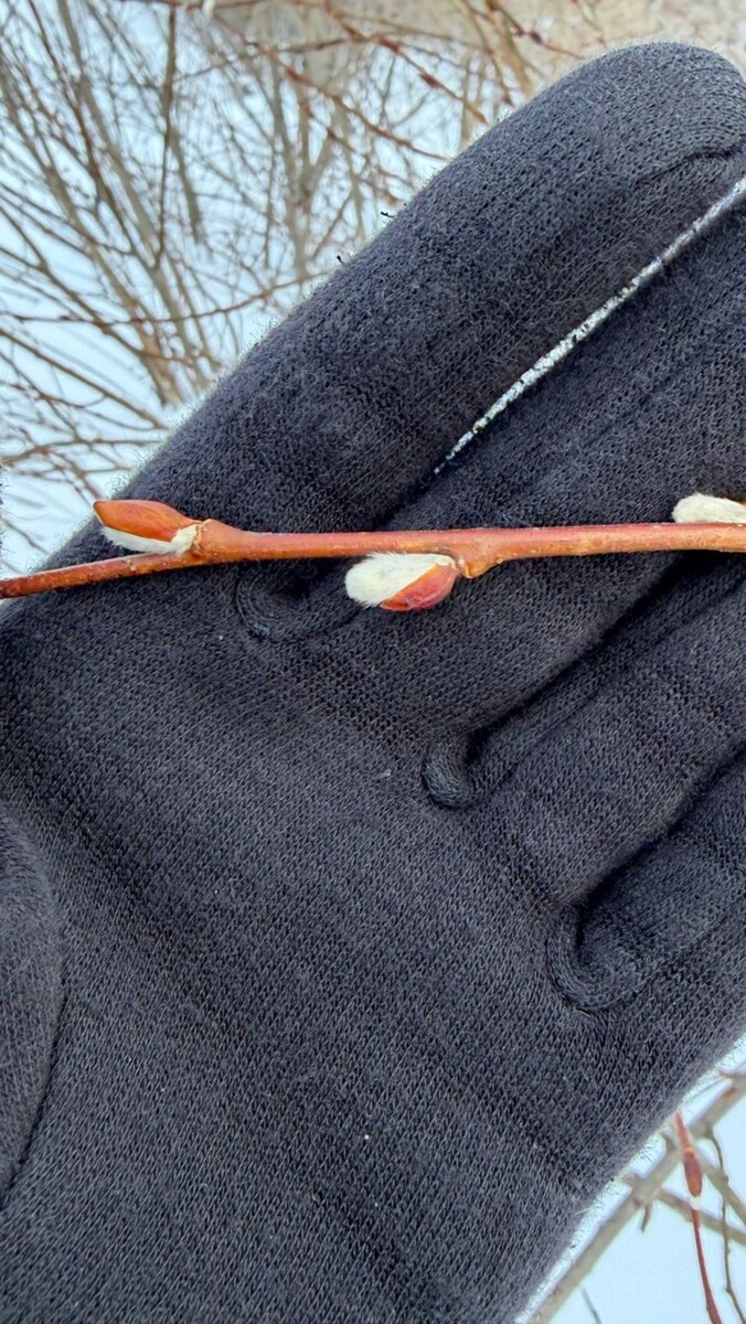    Верба в Косихинском районе. Источник: vk.com/vkurse22