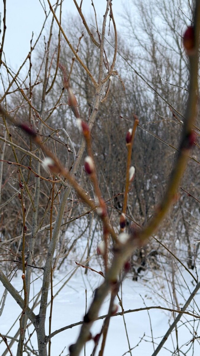    Верба в Косихинском районе. Источник: vk.com/vkurse22