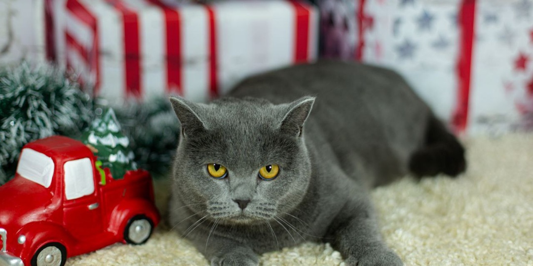 Горошинка - красивая кошечка явно с британскими корнями и очень мягким характером.