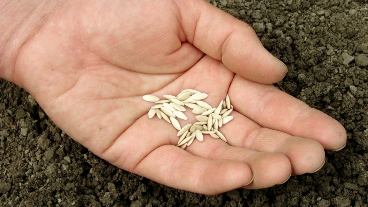 Типичная картина марта - опоздавшие огородники остаются ни с чем