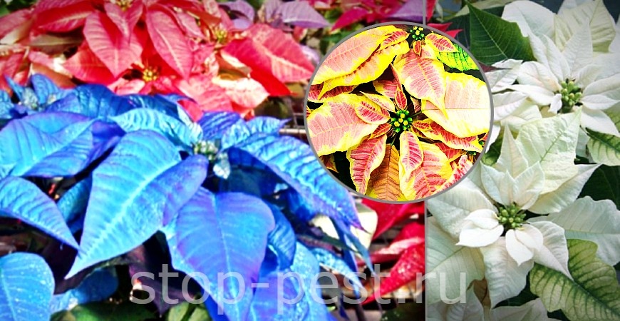 фото сайта https://stop-pest.ru