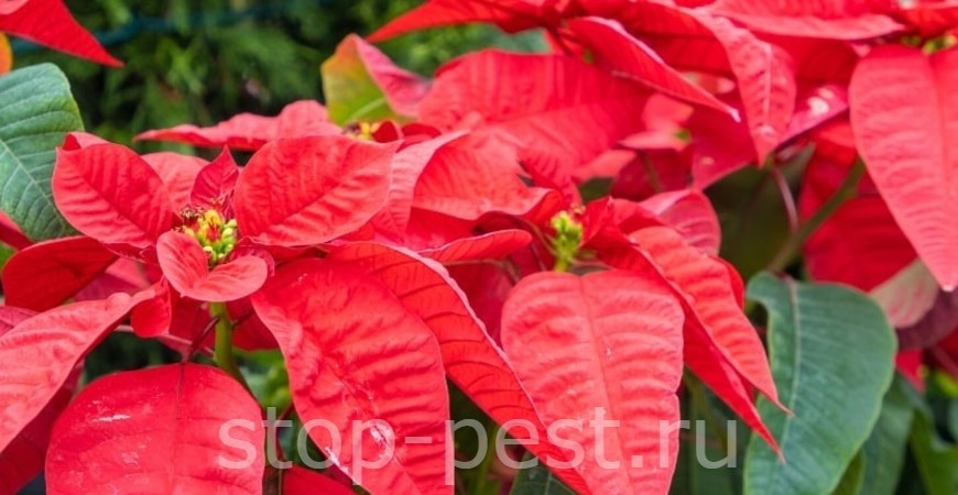 фото сайта https://stop-pest.ru