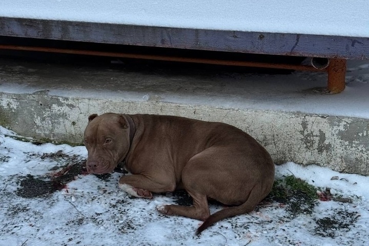 Донские ветеринары спасли питбуля с тяжелейшим переломом лапы
