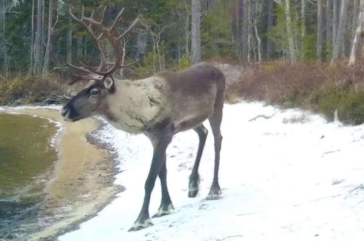    В Карелии в фотоловушку попал северный олень
