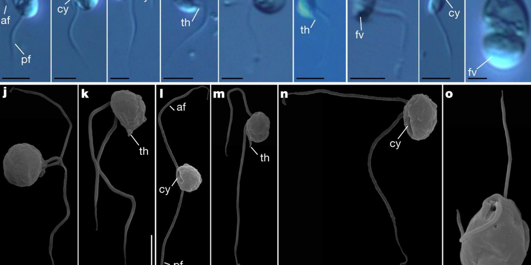 Тайны эукариот. Проворы - прожорливые малютки
