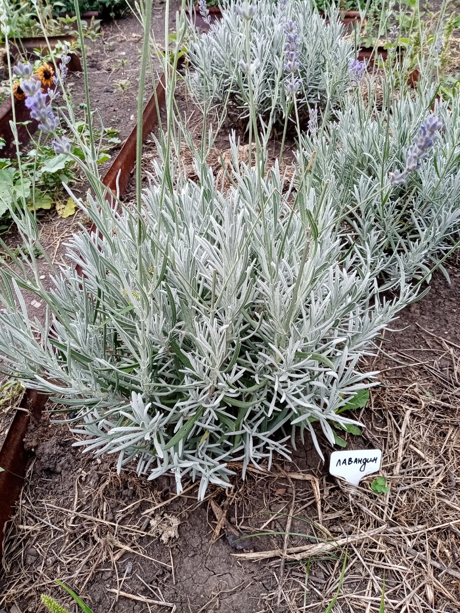 Лавандин.