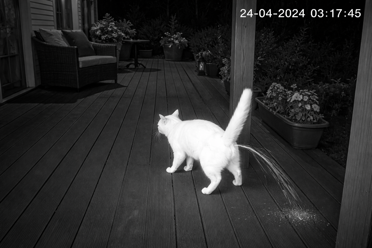 Коты писают на террасе: как избавиться от проблемы навсегда