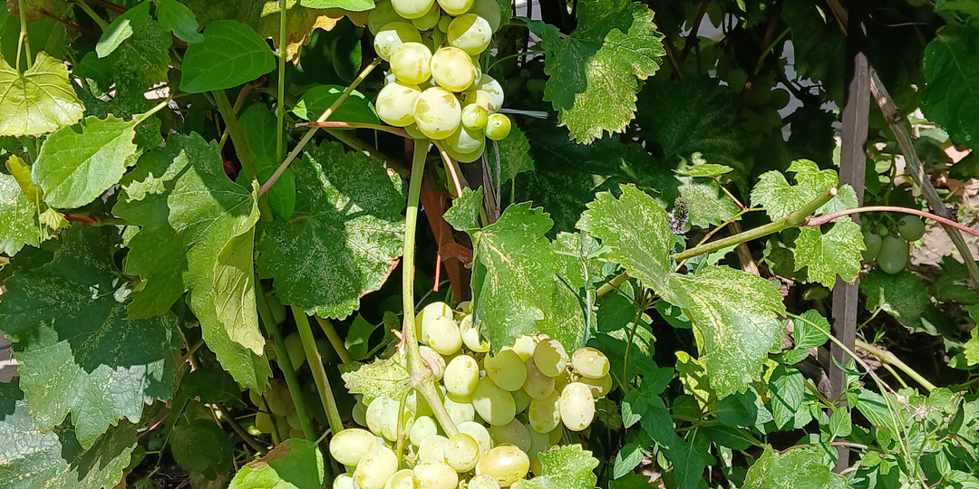 Сорта для новичков те же, что и для профессионалов