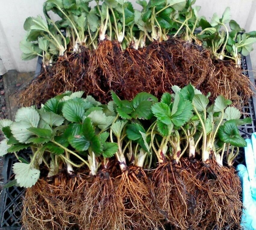 Рассада фриго - это однолетние саженцы с открытой корневой системой без листьев и побегов