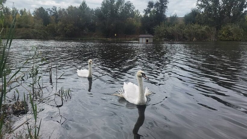 Спасенных в морозы лебедей из Балакова отправили поездом в Анапу