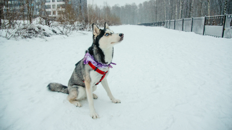    телеканал "Санкт-Петербург" / АО "ГАТР"