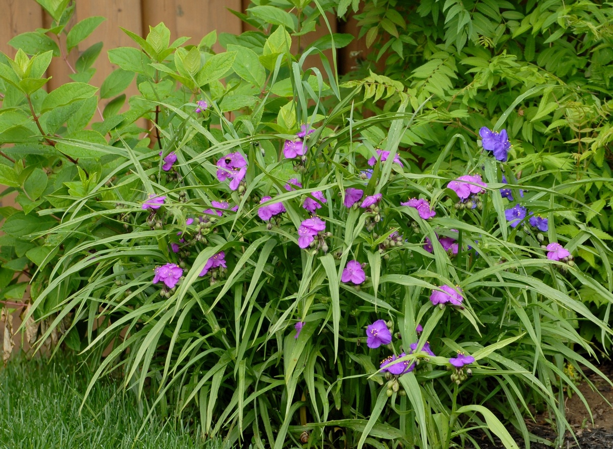    Традесканция садовая