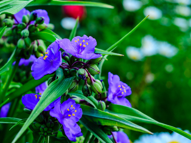 Цветок-мотылек: цветет 3-4 месяца, характер покладистый