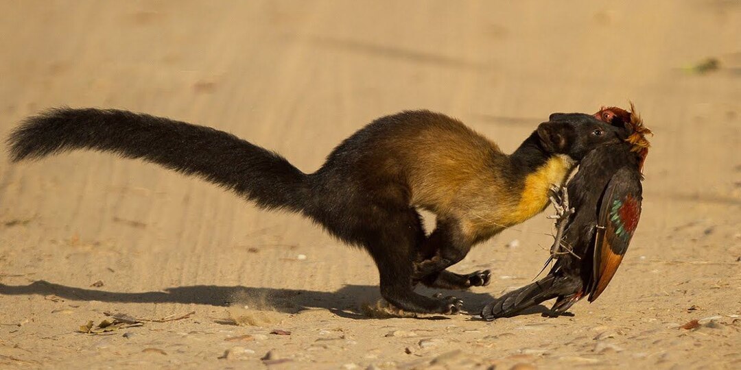 ХАРЗА — огромная куница, которая нападает на обезьян и даже на оленей