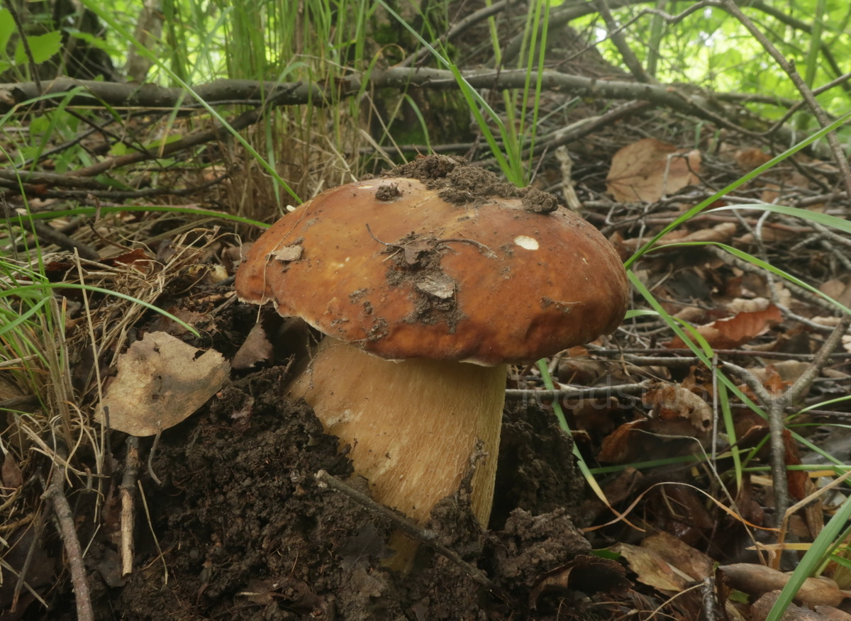 Не моя находка, но очень впечатлило (фото И.Лебединского)