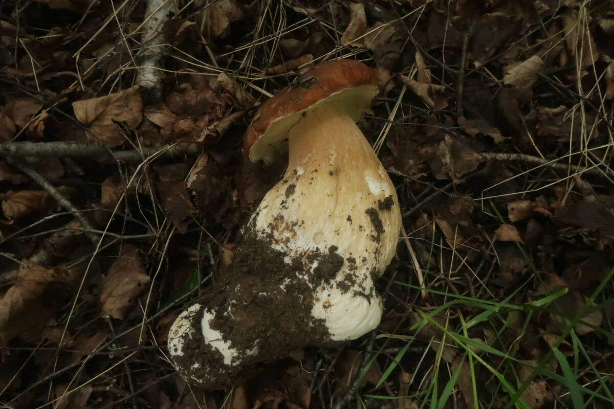 Ничего так колосовичок? По-моему, нам не всё рассказывают (фото И.Лебединского)