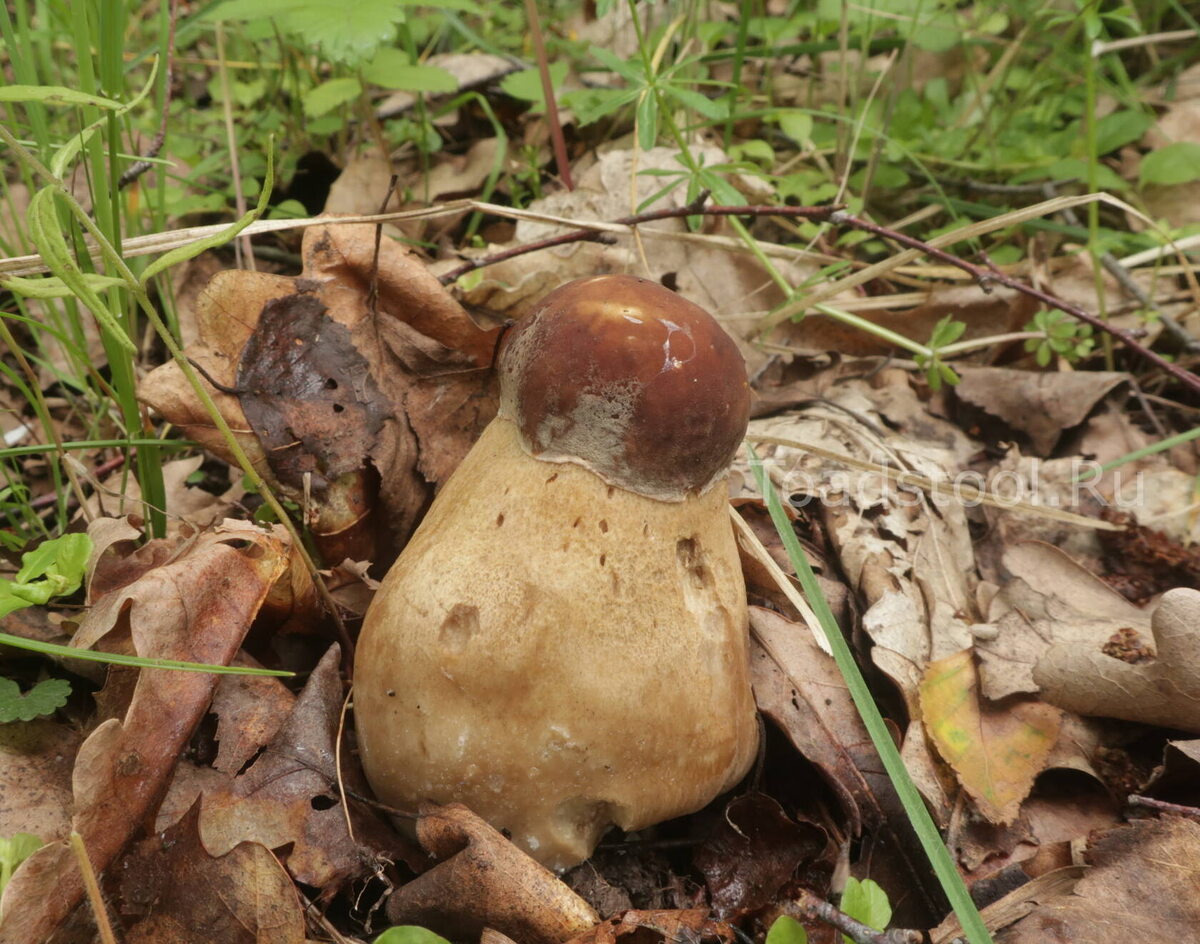 А тут фокус не удался - видно, с факиром было что-то не так (фото И.Лебединского)