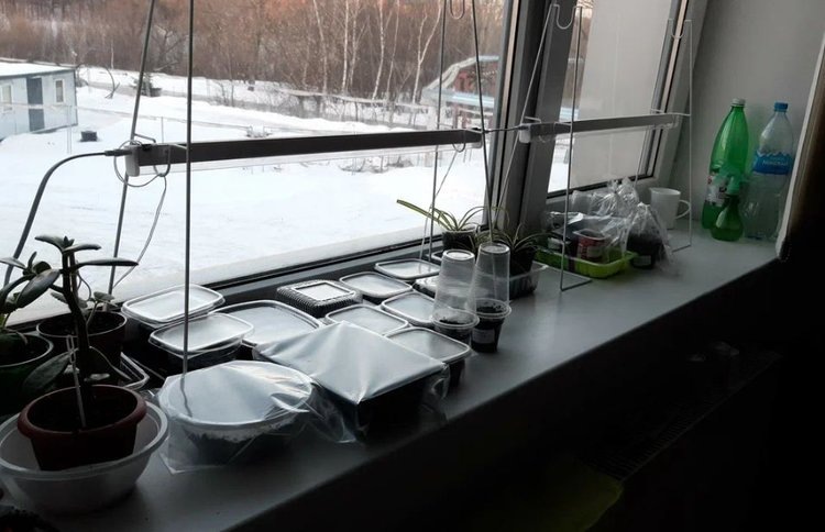 Первая рассада Нового года: что посеять уже с 5 января