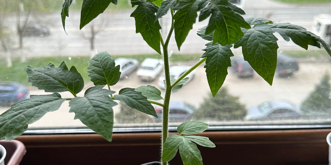 Влюбляю в помидоры.  Часть 11. Как вырастить крепкую рассаду.