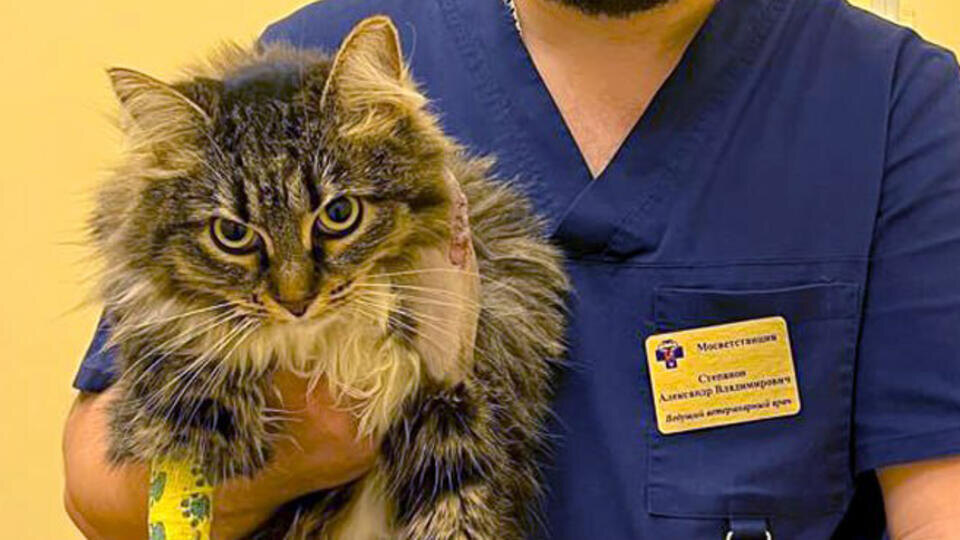     Московские ветврачи спасли кошку, выпавшую с восьмого этажа t.me/Моя Ветклиника