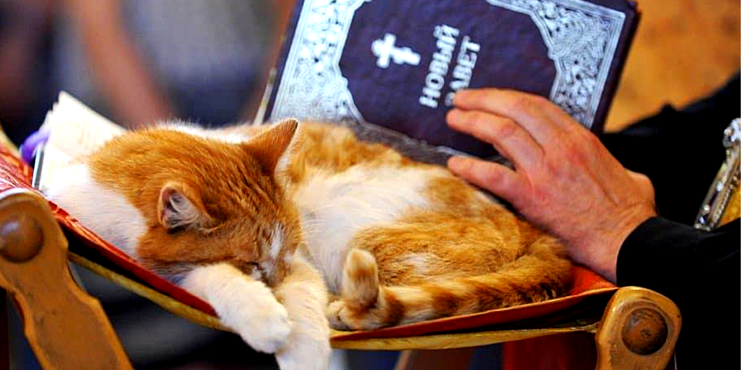 Кот Владыка и его прихожане: как кошкам живется при храмах, 5 добрых историй с милыми фото