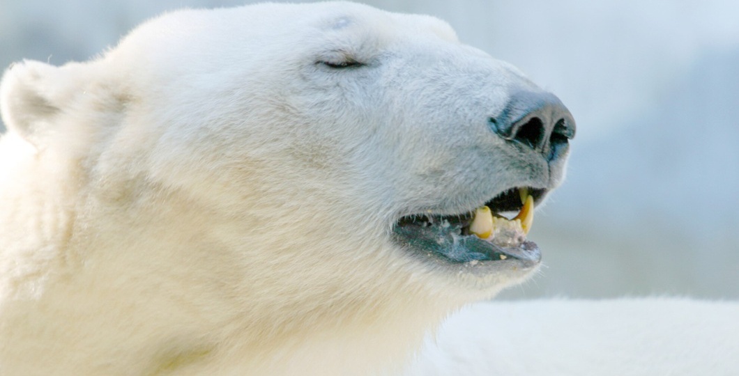 Белый медведь напал на семью на севере Красноярского края. Есть раненые