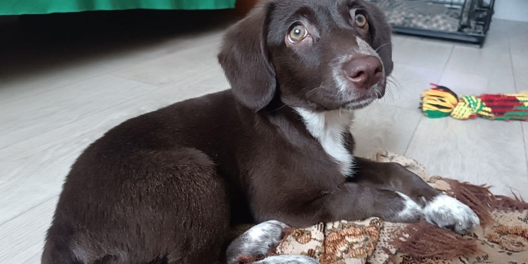 🌟 Новогоднее чудо по имени Кетти: самый замечательный щенок ищет дом! 🌟