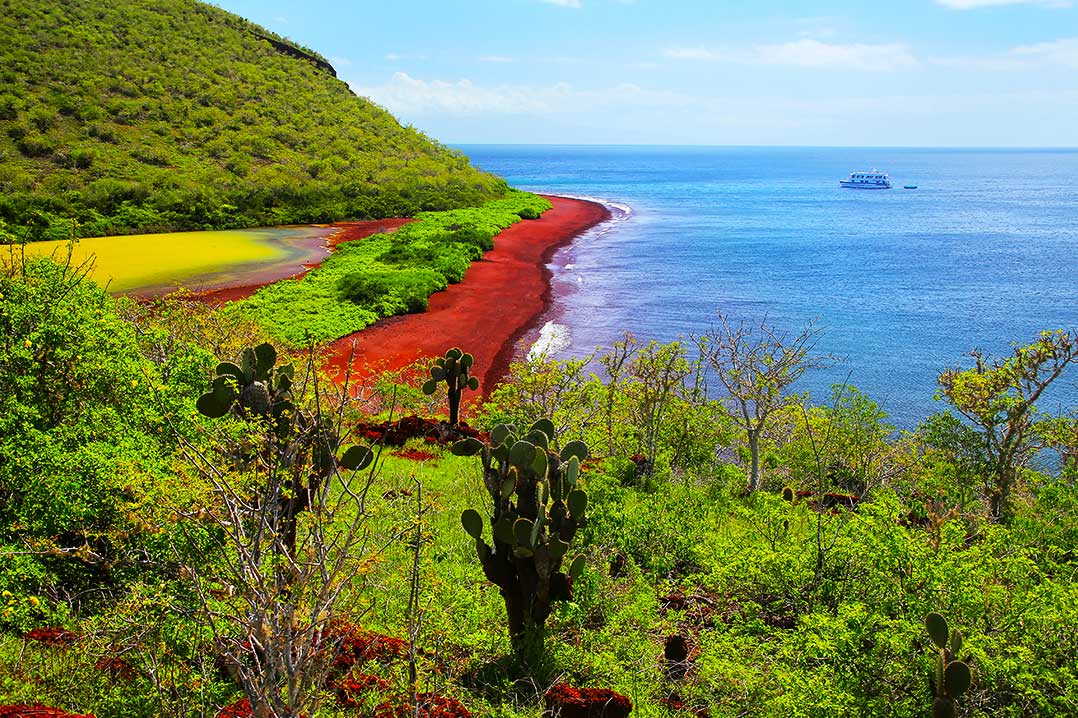 Большая часть Галапагосов покрыта богатыми и красивыми джунглями.