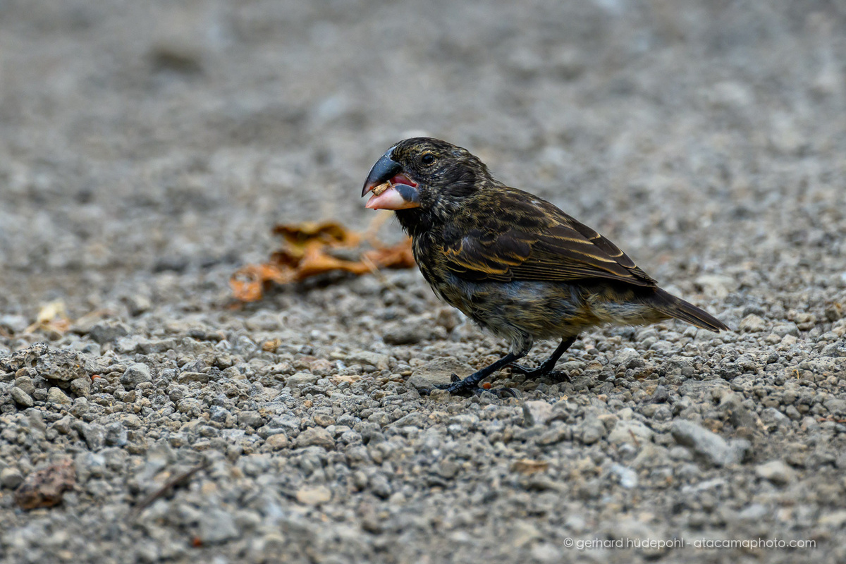 Да, я вьюрок. Нет, я не люблю шутки про шнобели.