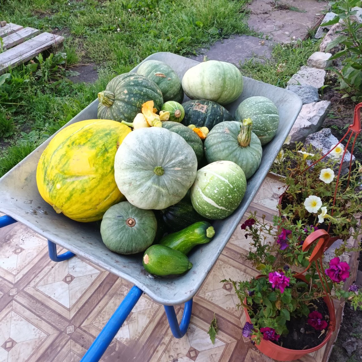 Мои тыковки