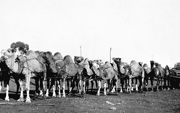 Верблюжья кавалерия