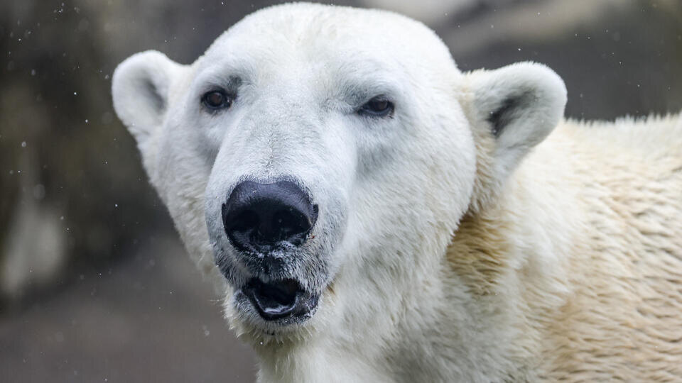    Три человека пострадали при нападении белого медведя на Таймыре Владимир Гердо/ТАСС