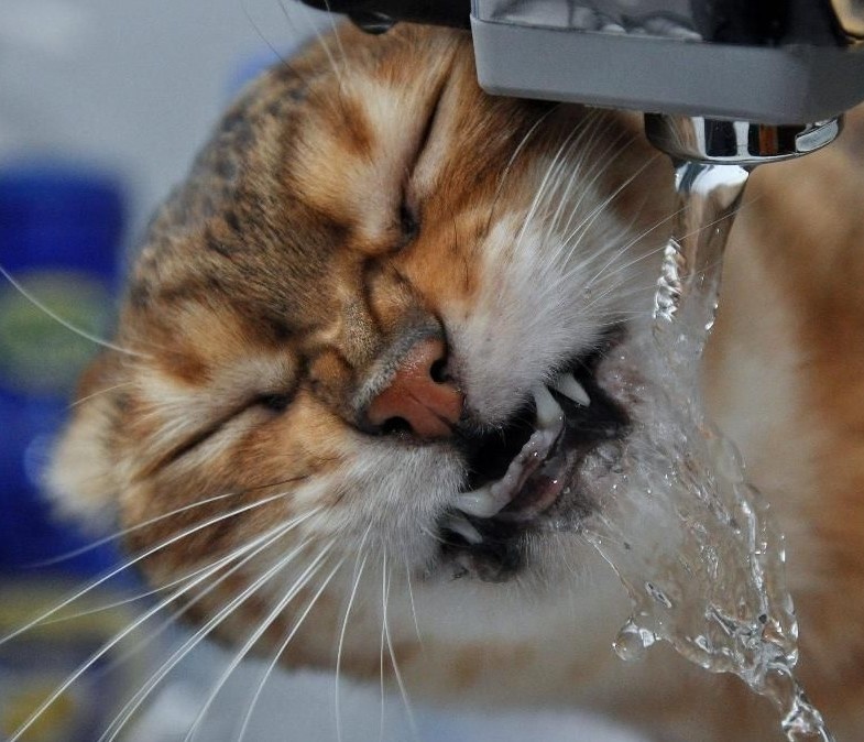 Говорят, что пить нужно не меньше двух литров воды в день 