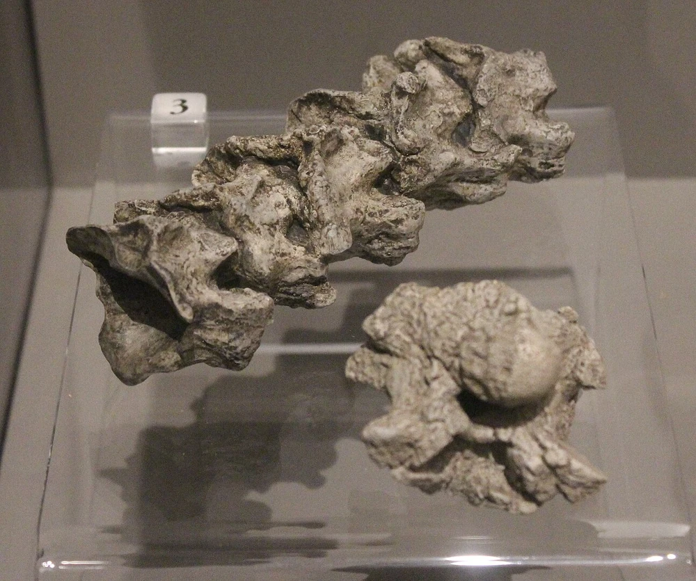 Слепки позвонков гигантофиса в Музее естественной истории Мичиганского университета