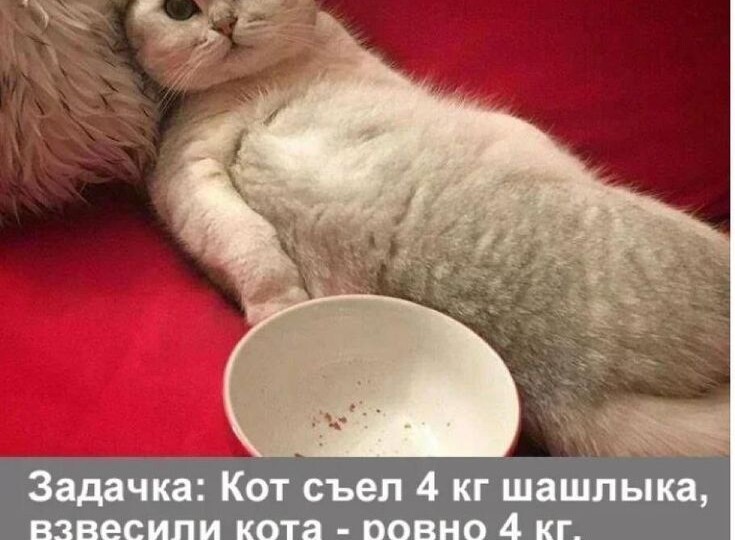 Кото-мемы для отличного настроения