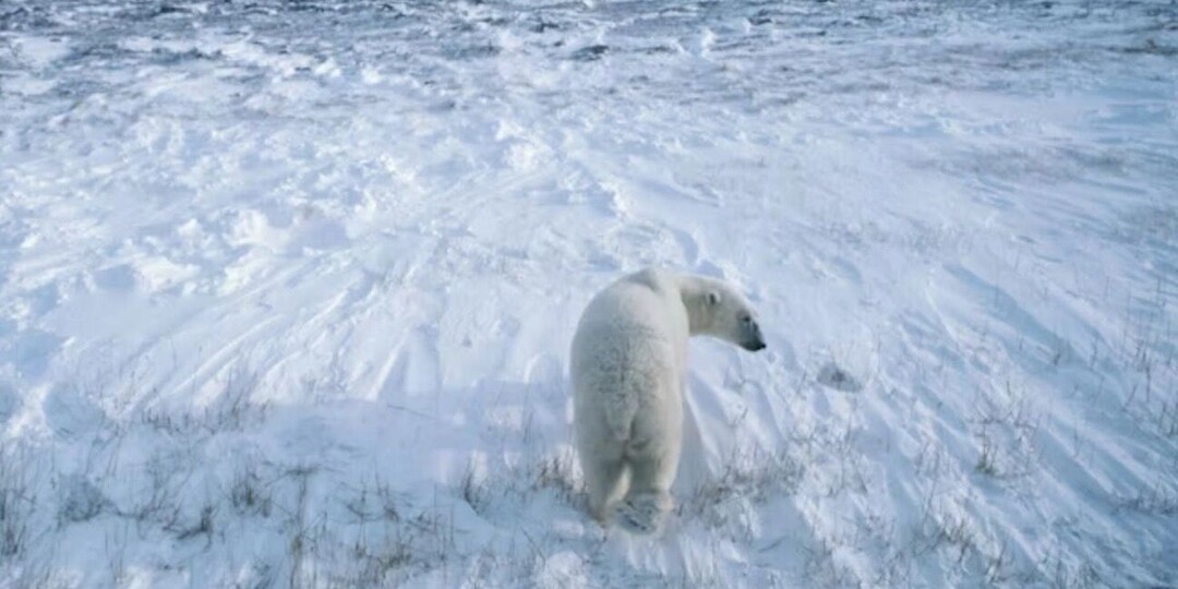 Белый медведь напал на семью на севере Красноярского края