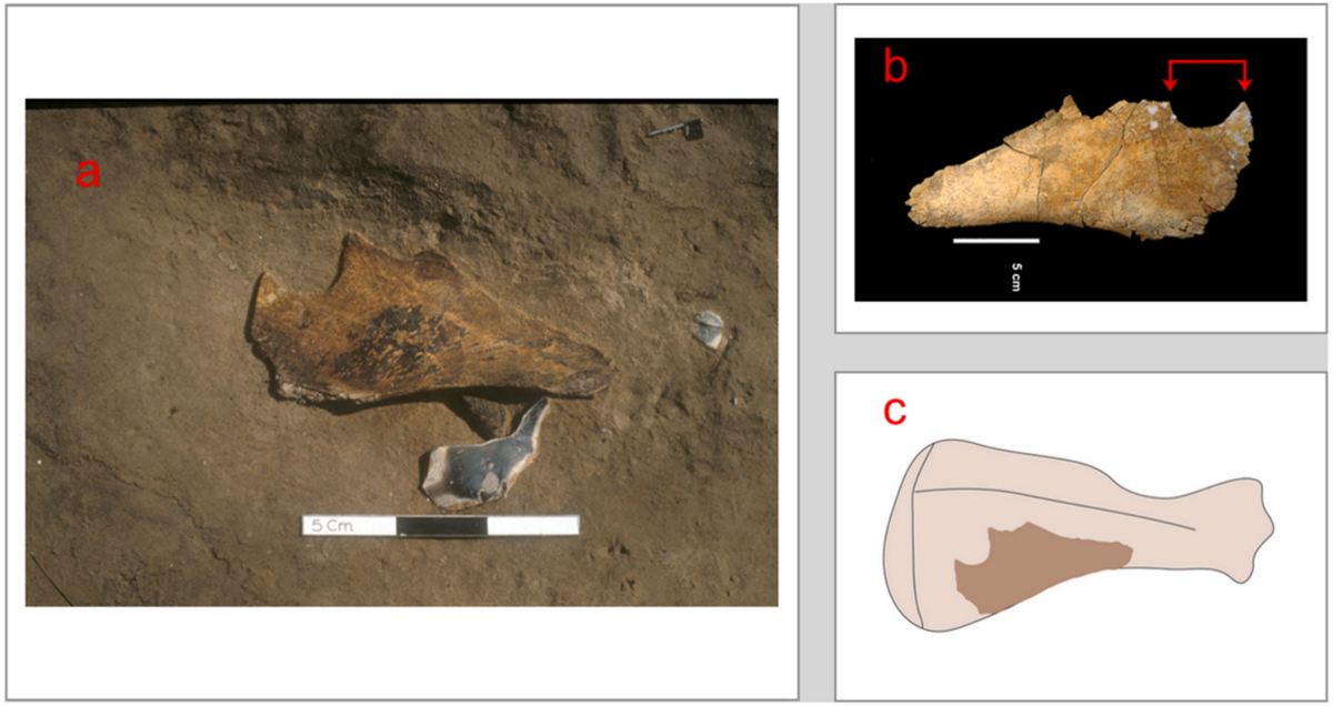     Поврежденная лошадиная лопатка возрастом около 480 тысяч лет, обнаруженная в британском местонахождении Боксгроув Annemieke Milks et al. / Quaternary International, 2025