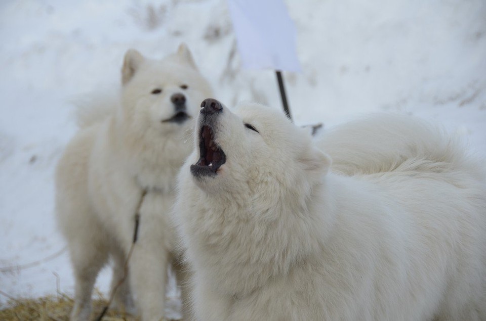    Председатель СКР взял на контроль ситуацию с безнадзорными собаками в Новомосковске Тульской области Алексей ФОКИН