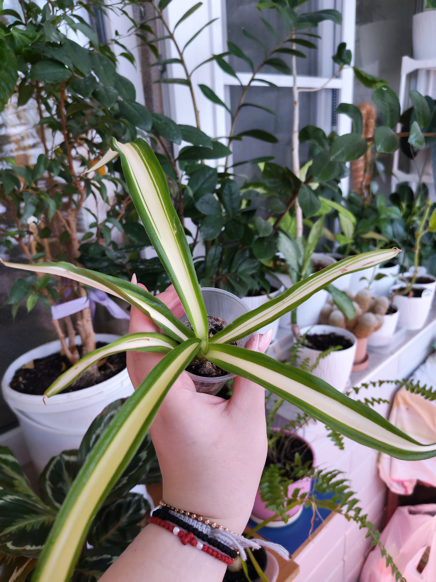 Та самая фукрея фоетида